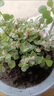 行湘雅樂(lè )之舞多肉植物花卉喜陽(yáng) 多枝雅樂(lè )之舞+米色泡芙陶瓷盆源頭直發(fā) 曬單實(shí)拍圖