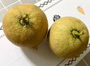 京鮮生 網(wǎng)紋蜜瓜 2粒裝 凈重4-5斤 單果2斤起 生鮮水果中秋禮盒 曬單實(shí)拍圖