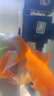 森森（SUNSUN）多功能潛水泵魚(yú)缸上濾用增氧小型水族箱抽水泵三合一過(guò)濾器水泵 升級款6W四合一(抽水/增氧/造浪/除油膜) 曬單實(shí)拍圖