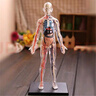 山頭林村初中生物人體結構骨骼架模型器官臟解剖3d醫學(xué)可拆卸拼裝兒童玩具 半透明款-人體模型 曬單實(shí)拍圖