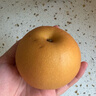 京鮮生山東煙臺萊陽(yáng)秋月梨凈重4.5斤單果300g+ 新鮮水果 源頭直發(fā)包郵 曬單實(shí)拍圖