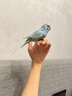 HARRISON'S BIRD FOODS高能特小顆粒滋養丸哈里森鳥(niǎo)糧（1磅/454克）有效期至26年5月 曬單實(shí)拍圖