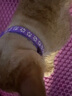 寵物鈴鐺項圈脖圈小型貓咪狗狗寵物用品項圈泰迪狗頸圈腳印項圈 寵物鈴鐺項圈-2個(gè)裝/隨機色 曬單實(shí)拍圖