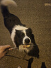 衛(wèi)仕食薈凍干犬糧 狗干糧 幼成犬通用全價狗糧 12kg【原料透明】 曬單實拍圖