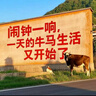 嶗山啤酒（laoshan beer）清爽 330ml*20聽(tīng) 青島嶗山啤酒 麥香清新口感清爽 330mL 20罐 整箱裝 曬單實(shí)拍圖