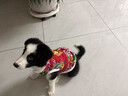 亞禾大型犬狗狗衣服新年款東北大花棉襖冬季防寒保暖金毛邊牧外套棉衣 東北大花襖【加絨加厚】 XL(胸圍55CM 約11-16斤寵物) 曬單實(shí)拍圖