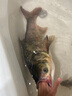 天元鄧剛千川8魚竿輕量大物釣魚竿臺(tái)釣竿鰱鳙竿手竿釣魚裝備 7.2m 【預(yù)售】 曬單實(shí)拍圖