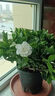 梔子花盆栽四季卉植物室內綠蘿綠植茉莉花帶花苞開(kāi)花好養樹(shù)苗植物 【帶花苞】精品90#梔子花（原盆土） 送營(yíng)養液 曬單實(shí)拍圖