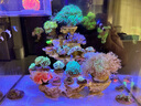徹朗魚缸溫度計高精度顯示屏小型電子探頭水溫計外貼龜缸水族用峰值版 曬單實拍圖