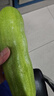 【京東配送】山東新鮮西葫蘆角瓜農家自種三月瓜茭瓜現摘現發(fā) 西葫蘆 2斤 ±50g（帶箱） 曬單實(shí)拍圖