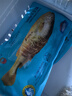 海名威 冷凍黃花魚700g/2條 寧德大黃魚地標(biāo) 海鮮水產(chǎn) 生鮮魚類  曬單實(shí)拍圖