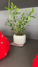 八芽小葉梔子花盆栽開花植物室內桌面茶幾好養(yǎng)花卉綠植辦公室凈化空氣 小葉梔子花-陶瓷豎紋盆 帶盆栽好 曬單實拍圖