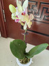 劉閣蘭花蘭花盆栽客廳辦公室花卉蝴蝶蘭三色鳥(niǎo) 1株帶花劍配瓷白盆源頭直發(fā) 曬單實(shí)拍圖