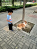 醇粹黑標鴨肉梨狗糧大型犬狗糧金毛拉布拉多阿拉斯加專(zhuān)用糧30斤 曬單實(shí)拍圖