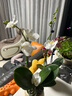 歐芽  蝴蝶蘭盆栽帶花劍蘭花大苗客廳室內(nèi)植物耐寒花卉好養(yǎng)活 雙梗帶花【阿瑪+高腳盆】 曬單實(shí)拍圖