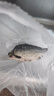 鮮活黃金鯽魚400-500g/條 曬單實(shí)拍圖