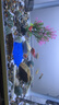 森森 超白玻璃小魚缸HRK-500套缸款(長50cm)熱彎玻璃+過濾器+水草燈 曬單實拍圖