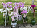 Only you【兩小時達(dá)】蝴蝶蘭帶花苞花劍花盆真花蘭花盆栽開業(yè)中秋節(jié)禮物 6株紫色（瓷盆隨機(jī)） 曬單實(shí)拍圖