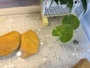 憨憨樂(lè )園 魚(yú)缸過(guò)濾材料硝化細菌屋魚(yú)池納米細菌屋底濾陶瓷濾材兩色20支 曬單實(shí)拍圖
