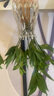 驅(qū)蚊竹柏水培植物大棵室內(nèi)水養(yǎng)綠植花卉盆栽辦公室桌面驅(qū)蚊草好養(yǎng) 精選竹柏10棵+透明鉆石瓶+肥+石 曬單實拍圖