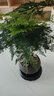 開(kāi)時(shí)果 文竹盆栽桌面擺件盆景 辦公室植物竹子水培綠植盆景源頭直發(fā)包郵 舍得紫砂盆+黑石+底座 曬單實(shí)拍圖