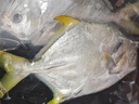 翔泰海南深海金鯧魚700g 2條 燒烤 火鍋 生鮮魚類 BAP認證 海鮮水產(chǎn) 曬單實拍圖