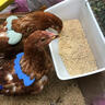 捕漁達人 雞鴨成年飼料2.5kg成雞成鴨飼料喂雞鴨面包蟲(chóng)魚(yú)干成年鵝糧食飼料 曬單實(shí)拍圖