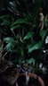 種花迷四季桂樹(shù)苗盆栽 桂花盆景 庭院綠化 桂花樹(shù)苗 桂花苗 當年開(kāi)花 金桂 5年苗 2cm粗(嫁接苗) 曬單實(shí)拍圖