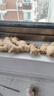 京鮮生 山東黃姜凈重500g裝 現挖現發(fā)新鮮蔬菜 源頭直發(fā) 曬單實(shí)拍圖