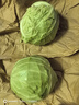 京地達山東綠甘藍 卷心菜 單棵500g 凈重4.5斤 源頭直發(fā)包郵 曬單實(shí)拍圖