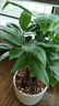 泰西絲鴨腳木盆栽水培植物懶人自吸盆綠植客廳擺件+光汐吸水盆 源頭直發(fā) 曬單實(shí)拍圖