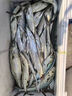 伊酷達(dá)（ECOODA）ETS200橫刺泛用水滴輪大釣力輕型近海船釣輪拉流底釣海釣輪鐵板輪 橫刺ETS 200R（6.6速比）右手輪 曬單實(shí)拍圖