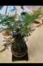 花行榜盆栽植物室內(nèi)花卉綠植 精品小文竹+四方瓷盆+底座+苔蘚源頭直發(fā) 曬單實拍圖