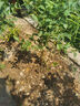 藍莓樹(shù)果苗藍莓苗盆栽地栽果苗帶大果南北方種植苗兔眼綠寶石果樹(shù) 5年苗_奧尼爾/帶葉帶土發(fā)貨 曬單實(shí)拍圖