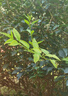 【小米平替色彩】彩虹藍碳性電池5號電池鐘表玩具電視空調遙控器電池7號遙控器鼠標小風(fēng)扇 彩虹藍7號-【六個(gè)裝】 曬單實(shí)拍圖