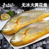 東上御品 國(guó)產(chǎn) 新鮮冷凍深海整條大黃花魚凈重800g-900g/條*2條-源頭直發(fā) 曬單實(shí)拍圖