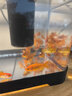 闊庭（KUOTING）魚缸水族箱生態(tài)桌面魚缸新款懶人魚缸生態(tài)造景過濾制氧一體機黑色 曬單實拍圖