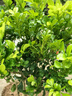 歐悟米蘭花盆栽花卉植物室內四季開(kāi)花帶花苞濃香茉莉花苗盆景驅蚊綠植 五年壯苗米蘭花原土球發(fā)貨2盆 曬單實(shí)拍圖