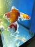 彩錦王（KOIKING）錦鯉魚(yú)食金魚(yú)飼料觀(guān)賞魚(yú)育成色楊胚芽速長(cháng)增體增色不渾水錦鯉魚(yú)糧 【 育成 】5Kg  小顆粒 3.5mm【 適合體長(cháng)10cm以下幼魚(yú) 】 曬單實(shí)拍圖