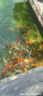 沃鼎王者神劍三代釣魚(yú)竿碳纖維超輕鯽魚(yú)竿綜合魚(yú)桿臺釣手竿5.4米 4.5H 曬單實(shí)拍圖