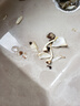 帶芽發(fā)貨 進(jìn)口重瓣水仙花種球年宵綠植花卉室內水培桌面盆栽植物 單瓣水仙1顆 曬單實(shí)拍圖