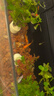 寵小俠孔雀魚(yú)活魚(yú)觀(guān)賞魚(yú)純種小型熱帶魚(yú)活體淡水好養耐活魚(yú)苗觀(guān)賞魚(yú)小魚(yú) 練手孔雀2-3cm15條（10送5備損） 曬單實(shí)拍圖