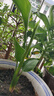 大海邊 天堂鳥(niǎo)帶根盆栽水培植物網(wǎng)紅綠植辦公室客廳四季常青吸甲醛 【1棵】天堂鳥(niǎo)20-30公分高不含瓶+肥料 曬單實(shí)拍圖