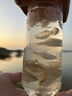 巨鰭王捕魚器兒童戶外抓魚瓶捕魚神器倒須不漏魚蝦網(wǎng)籠親子戶外抓魚工具 捕魚器【小】+套裝 曬單實(shí)拍圖