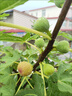 無(wú)花果樹(shù)果苗特大果波姬紅帶果矮化盆栽四季結果南北方陽(yáng)臺可種植 芭勞奈品種-5年苗【當年結果】 曬單實(shí)拍圖