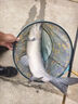 佳之釣碳素支架大物超硬超輕炮臺釣魚(yú) 2.1m 按壓調節后掛+回彈羊角頭 曬單實(shí)拍圖