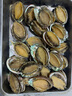 鮑魚(yú)鮮活新鮮冷凍特大海捕活凍鮑魚(yú)青島海鮮水產(chǎn)商用冷凍 4頭鮑魚(yú) 5斤 曬單實(shí)拍圖