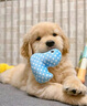 寵六福純種金毛幼犬寵物狗狗活體小狗活物幼崽 寵物級 公 曬單實(shí)拍圖