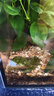 春瑞黑殼蝦水族箱水草缸清潔除藻工具淡水觀(guān)賞蝦大和藻蝦寵物活體飼料 黑殼100+50抵損耗 曬單實(shí)拍圖