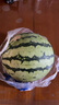 【產(chǎn)地直采】麒麟奶油西瓜1粒4kg 曬單實拍圖